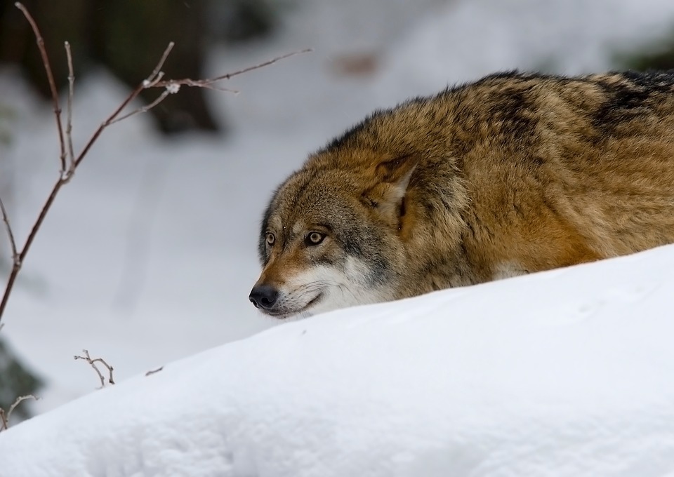 Pack Animal Wolf Predator